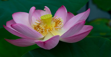 Картинка цветы лотосы розовый пестик тычинки лепестки