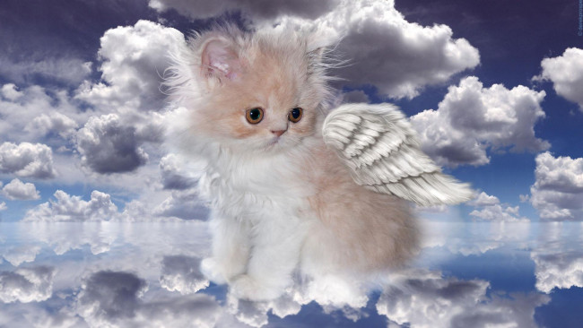 Обои картинки фото разное, компьютерный дизайн, котенок, белый, пушистый, крылья, облака, небо
