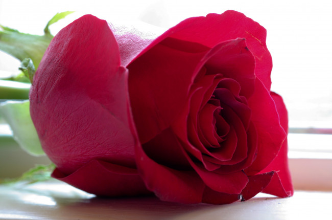 Обои картинки фото цветы, розы, роза, бордовая