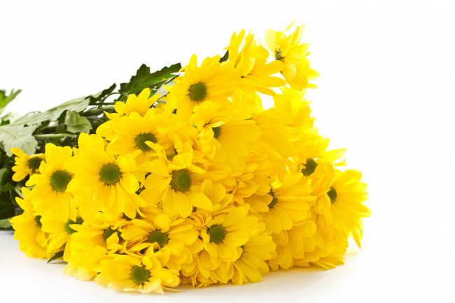 Обои картинки фото цветы, хризантемы, букет, желтые
