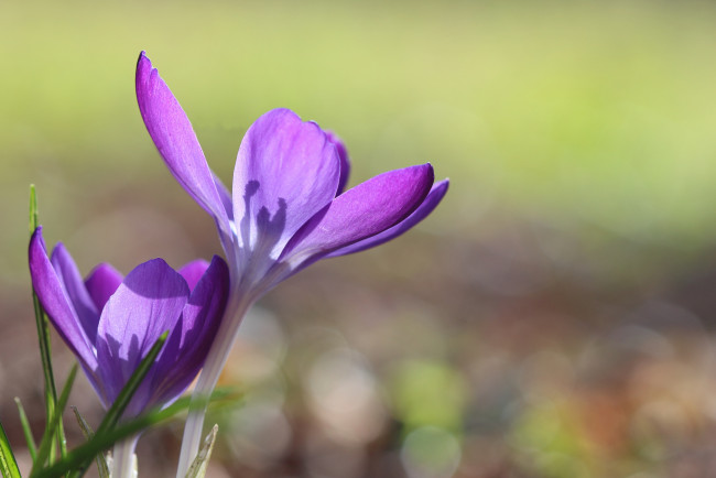 Обои картинки фото цветы, крокусы, фон, лепестки, весна, солнечно, макро, фиолетовые