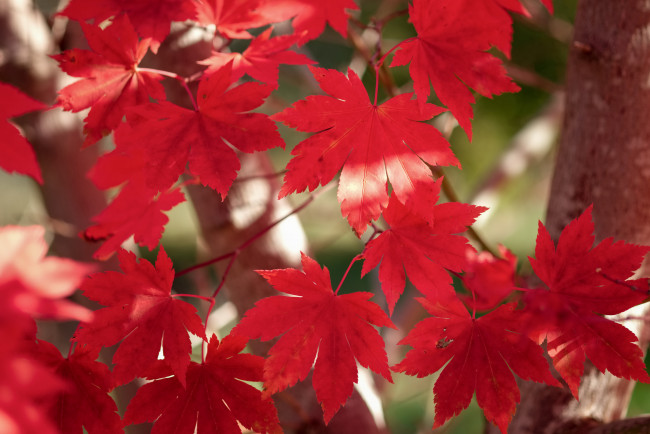 Обои картинки фото природа, листья, багрянец, осень, клен