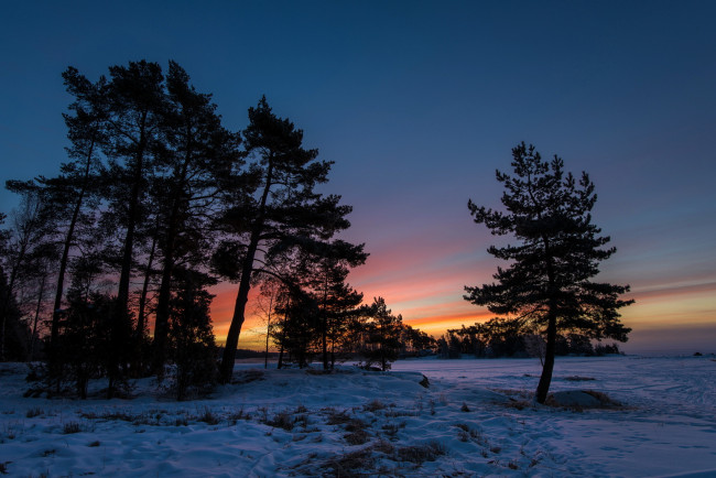 Обои картинки фото природа, восходы, закаты, деревья, снег
