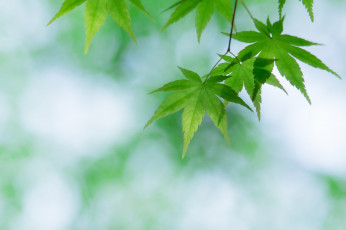 Картинка природа листья макро зелёный клён ветка