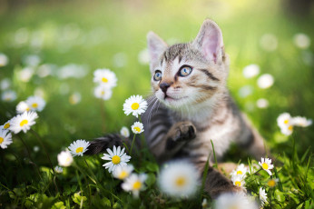 Картинка животные коты ромашки котёнок