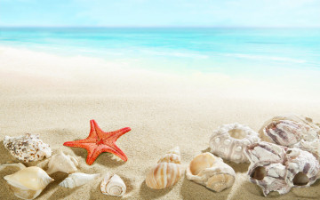 обоя разное, ракушки,  кораллы,  декоративные и spa-камни, sand, beach, seashells, sea
