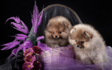 Картинка животные собаки цветы шпицы щенки корзина дуэт