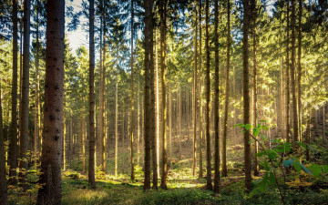 Картинка природа лес сосновый сосны