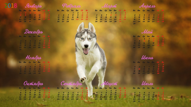 Обои картинки фото календари, животные, бег, взгляд, собака, 2018