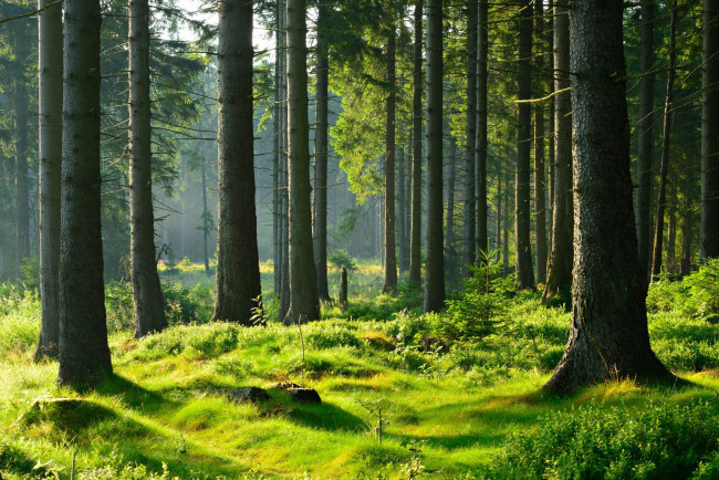 Обои картинки фото природа, лес, зелень, мох, сосны