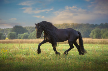 Картинка животные лошади скакун вороной голубое небо красавец порода копыта поза зеленый природа прогулка грива луг жеребец лошадь конь лето поле трава облака
