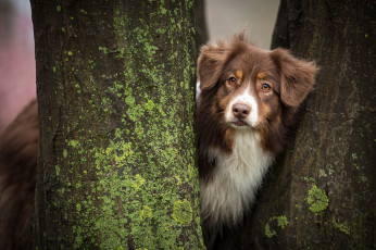 Картинка животные собаки аусси собака стволы деревья
