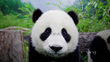 Картинка животные панды взгляд панда