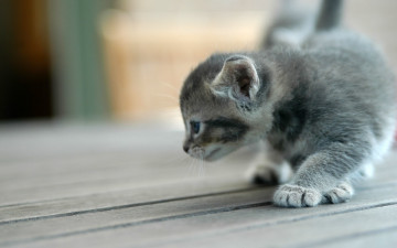 Картинка животные коты котенок серый