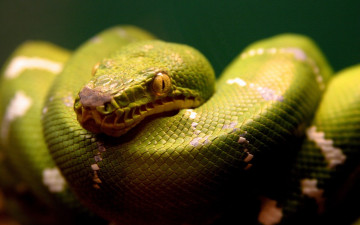Картинка животные змеи +питоны +кобры питон змея зеленый