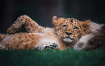 Картинка животные львы взгляд поза фон лев малыш лежит львенок львёнок