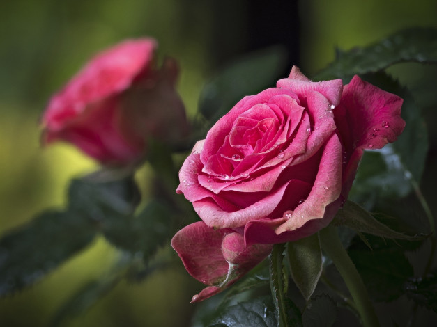 Обои картинки фото цветы, розы, капли