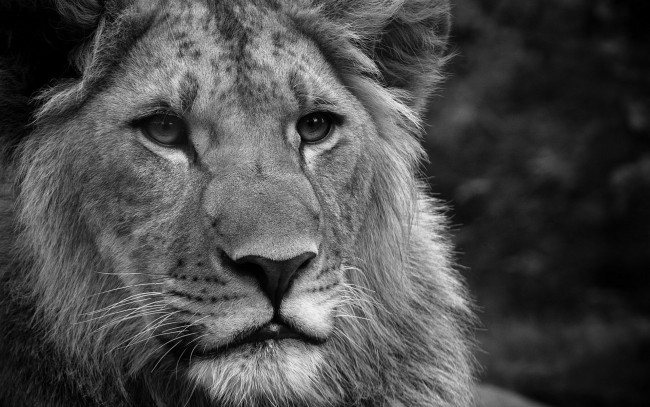 Обои картинки фото животные, львы, черно-белый, голова, лев