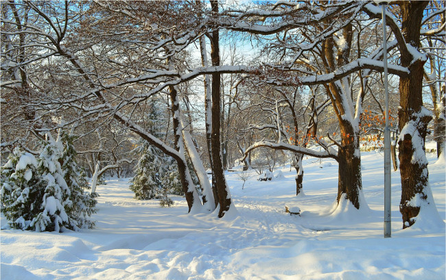 Обои картинки фото природа, зима, trees, snow, park, winter, парк, лучи, снег, деревья