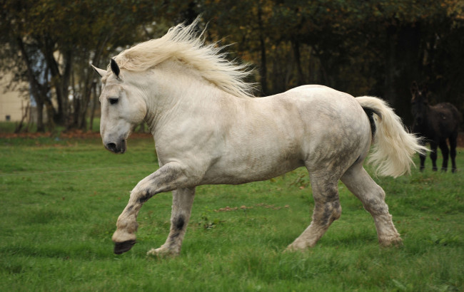 Обои картинки фото животные, лошади, мощь, непарнокопытные, белая, сила, лошадь, percheron