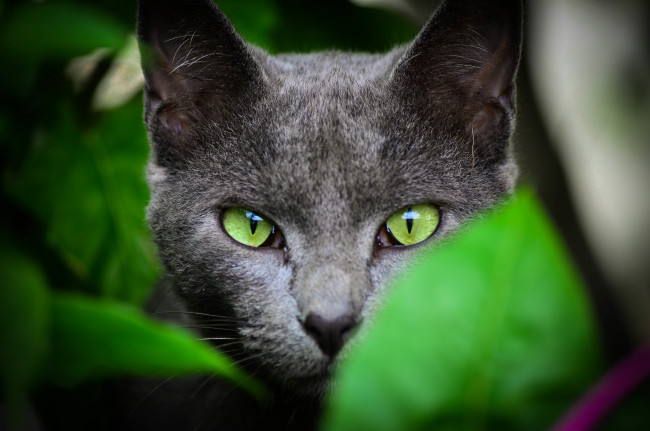 Обои картинки фото животные, коты, кот, голова, кошка, листья, серый