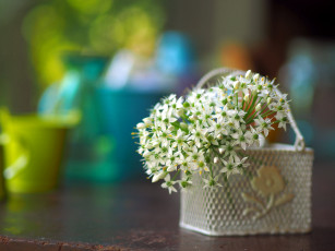Картинка цветы корзинка мелкие цветки белые