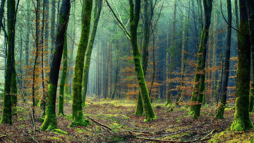 Картинка природа лес стволы осень