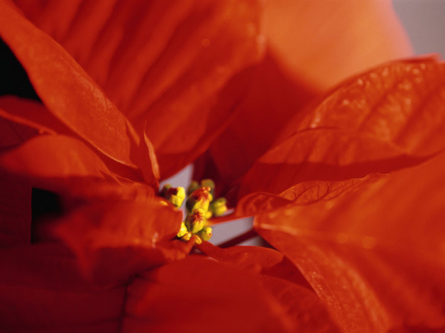 Обои картинки фото цветы, пуансеттия