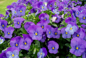 Картинка цветы анютины глазки садовые фиалки фиолетовый много