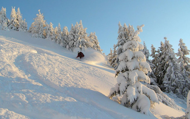 Обои картинки фото спорт, лыжный, деревья, ели, спуск, зима, снег