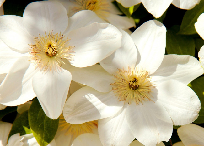 Обои картинки фото цветы, клематис, ломонос, большой, белый