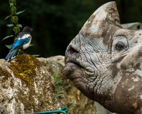 Картинка животные разные вместе носорог птица