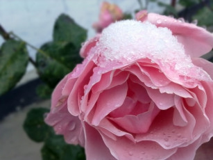 Картинка цветы розы макро снег лепестки