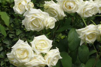 Картинка цветы розы белые