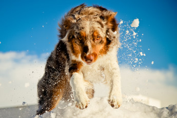 Картинка животные собаки австралийская овчарка снег прыжок