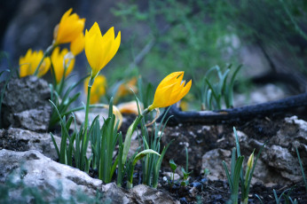 Картинка цветы крокусы желтый весенний