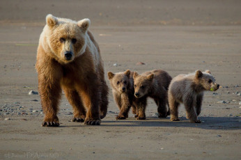Картинка животные медведи малыши мама