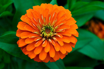 Картинка цветы цинния оранжевый круглый