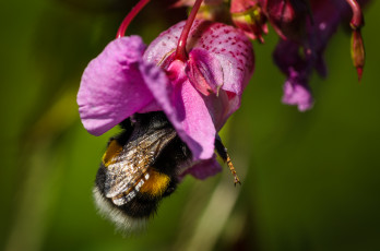 Картинка животные пчелы осы шмели шмель цветок макро