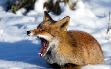 Картинка животные лисы зима снег рыжая