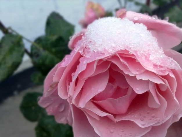 Обои картинки фото цветы, розы, макро, снег, лепестки