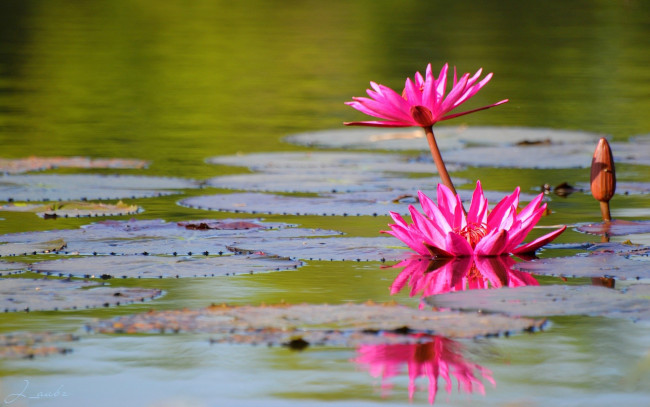 Обои картинки фото цветы, лилии, водяные, нимфеи, кувшинки, розовый
