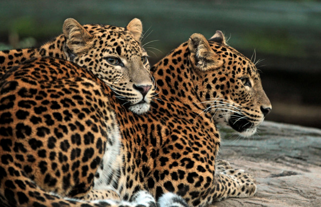 Обои картинки фото животные, леопарды, отношения, пара
