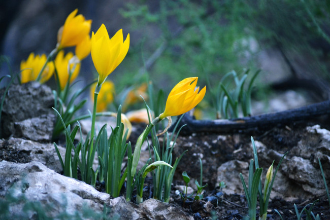 Обои картинки фото цветы, крокусы, желтый, весенний