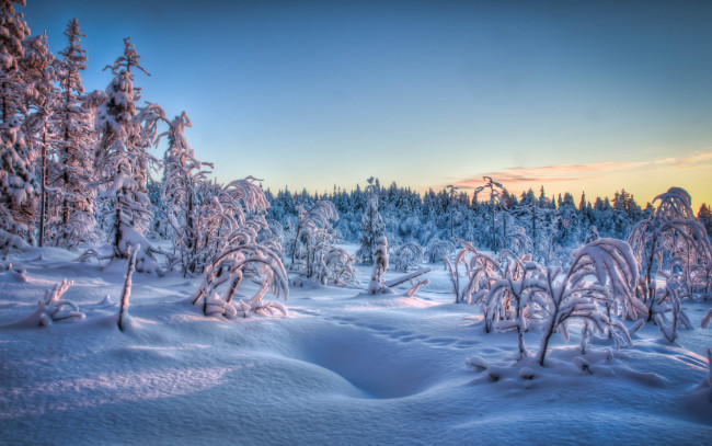 Обои картинки фото природа, зима, кусты, снег