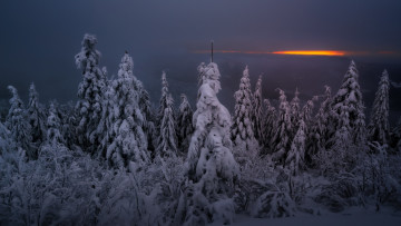 Картинка природа лес зима ночь