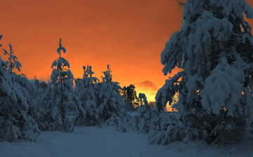 Картинка природа восходы закаты снег зима зимняя сказка лес харланов никита сосны зимний