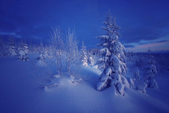 Обои картинки фото природа, зима, снег, норвегия, ели, вечер, деревья