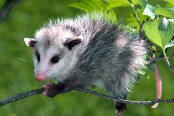 Картинка opossum животные опоссумы опоссум опоссумовые зверёк мех хвостик мордочка млекопитающие