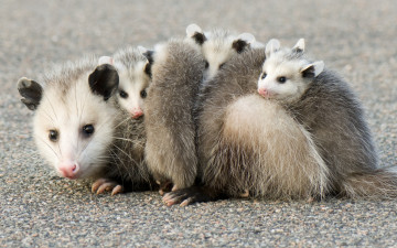 обоя possums, животные, опоссумы, детёныши, opossum, опоссум, опоссумовые, зверёк, мех, хвостик, мордочка, млекопитающие